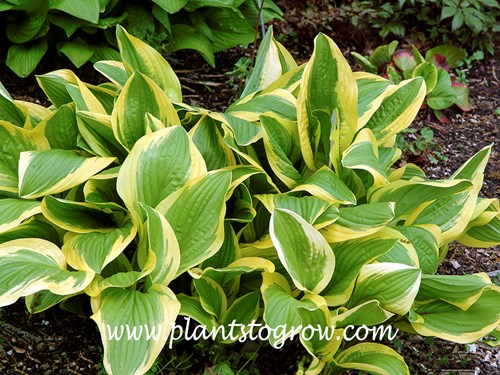 Bill Brincka Hosta